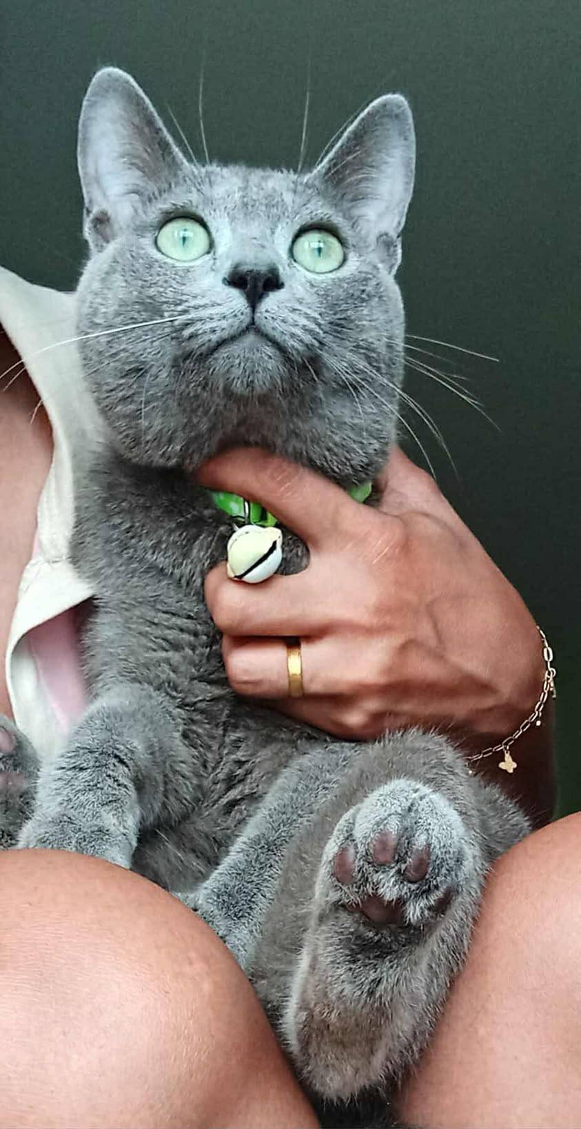 แมวรัสเซียน บลู/เพศผู้ นำเข้าจากเกาหลีใต้ มีเอกสารส่งออก+ฝังไมโครชิพ Russian Blue Cat/Male Imported from South Korea with export documents and microchipped.