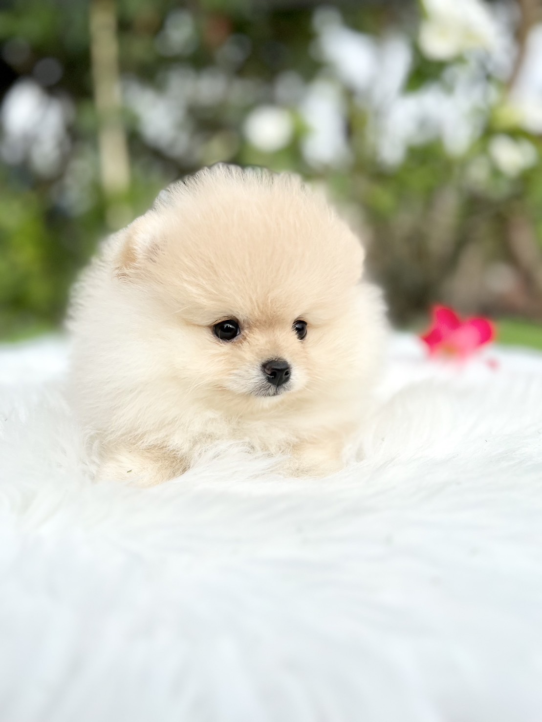 หมาปอมแท้ ปอมหน้าหมี หมาปอมเกรดสวยงาม