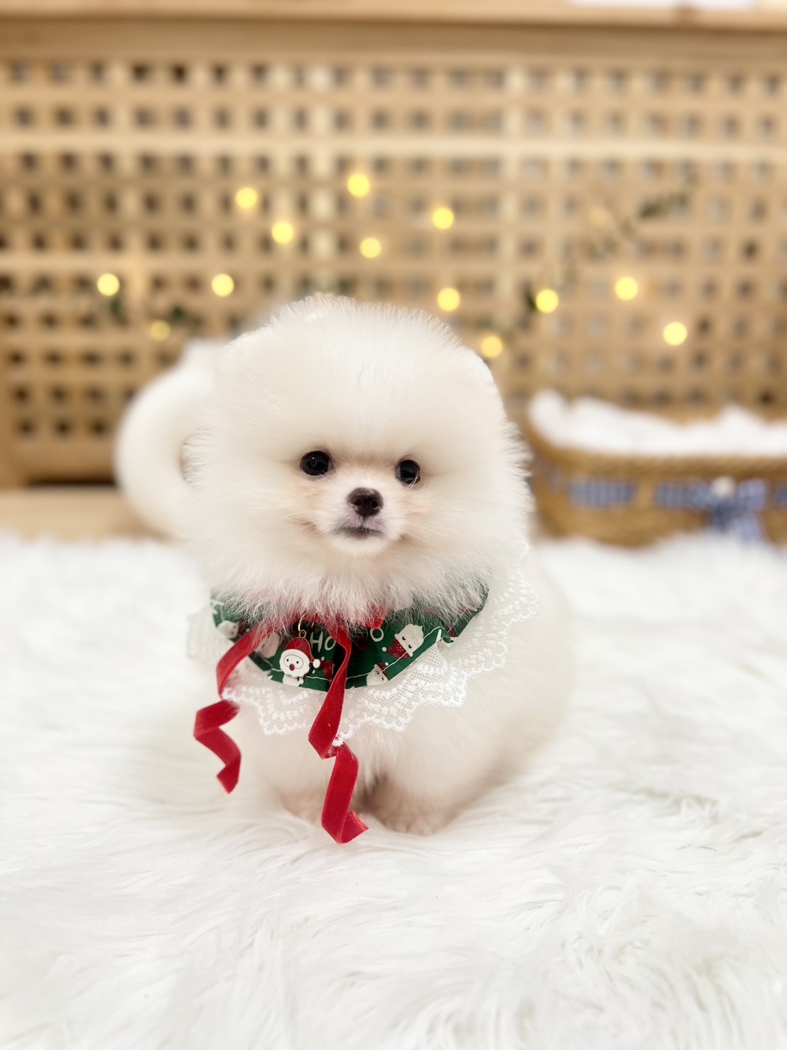 น้องปอมเพศผู้ สีขาว หน้าหมี