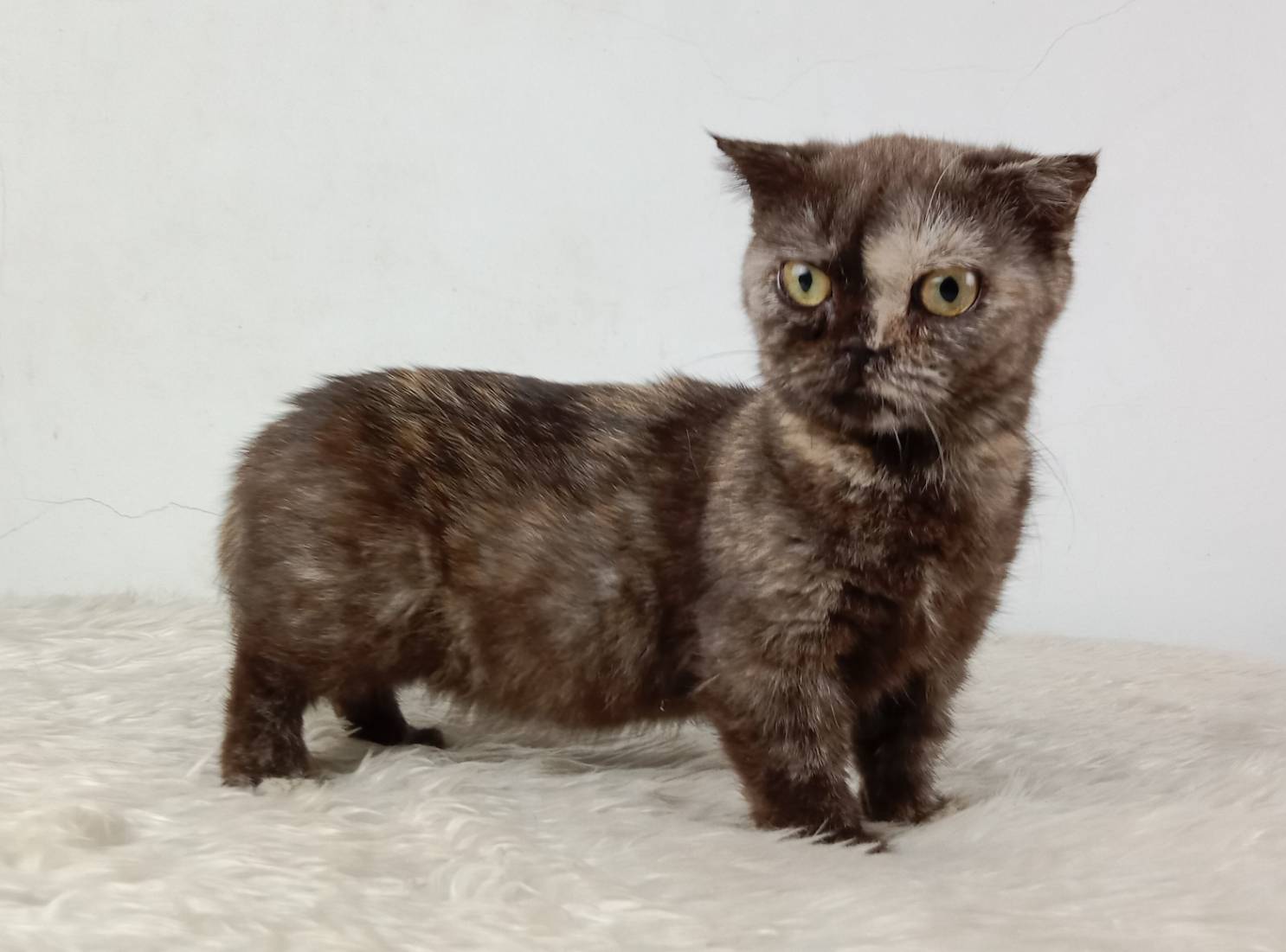 3.แมวมันช์กิ้น/เพศเมีย หาบ้าน Munchkin Cat/Female looking for a new home