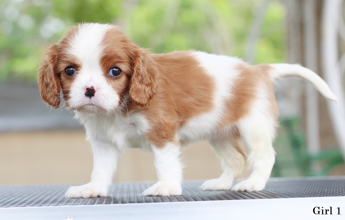 (sold out) คาวาเลียเพศเมีย ตัวเดียวในคอก นิสัยขี้อ้อนมากๆ สุขภาพสมบูรณ์แร็ง กินเก่งเลี้ยงง่าย เกิดมาจากพ่อแน่นำเข้า สายเลือดดี ใครต้องการสุนัขคาวาเลียร์สายพันธุ์ดีๆ พลาดไม่ได้ค่า