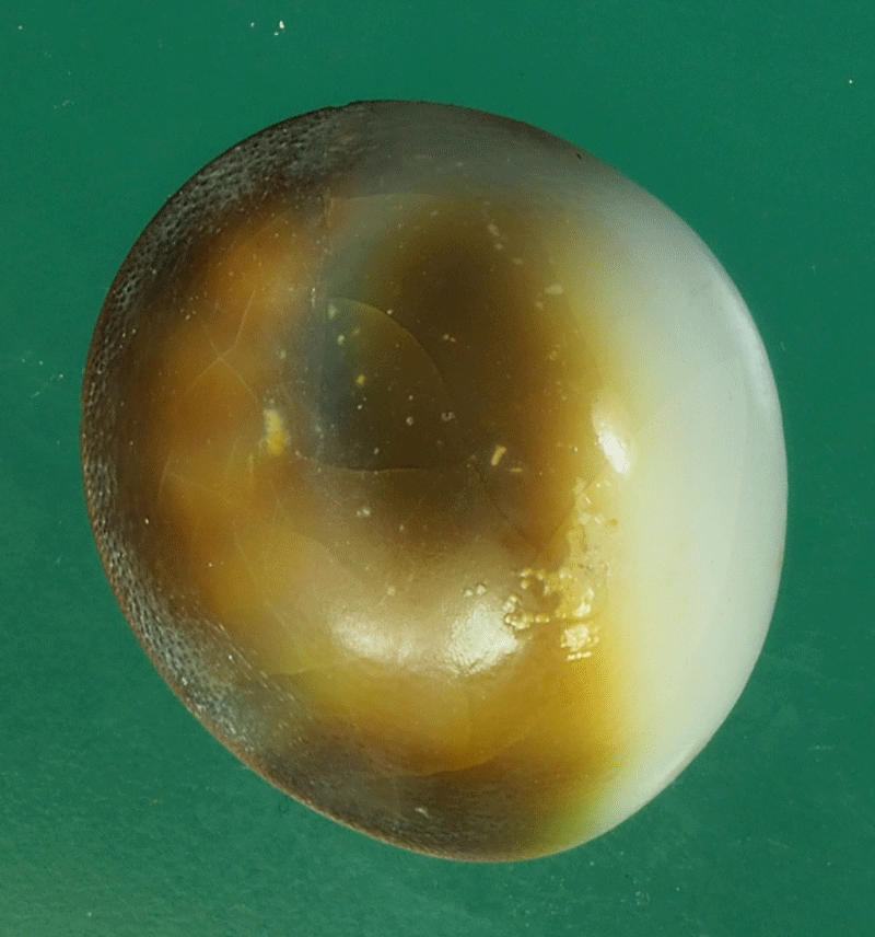 B2365 คดหอย โบราณ 17