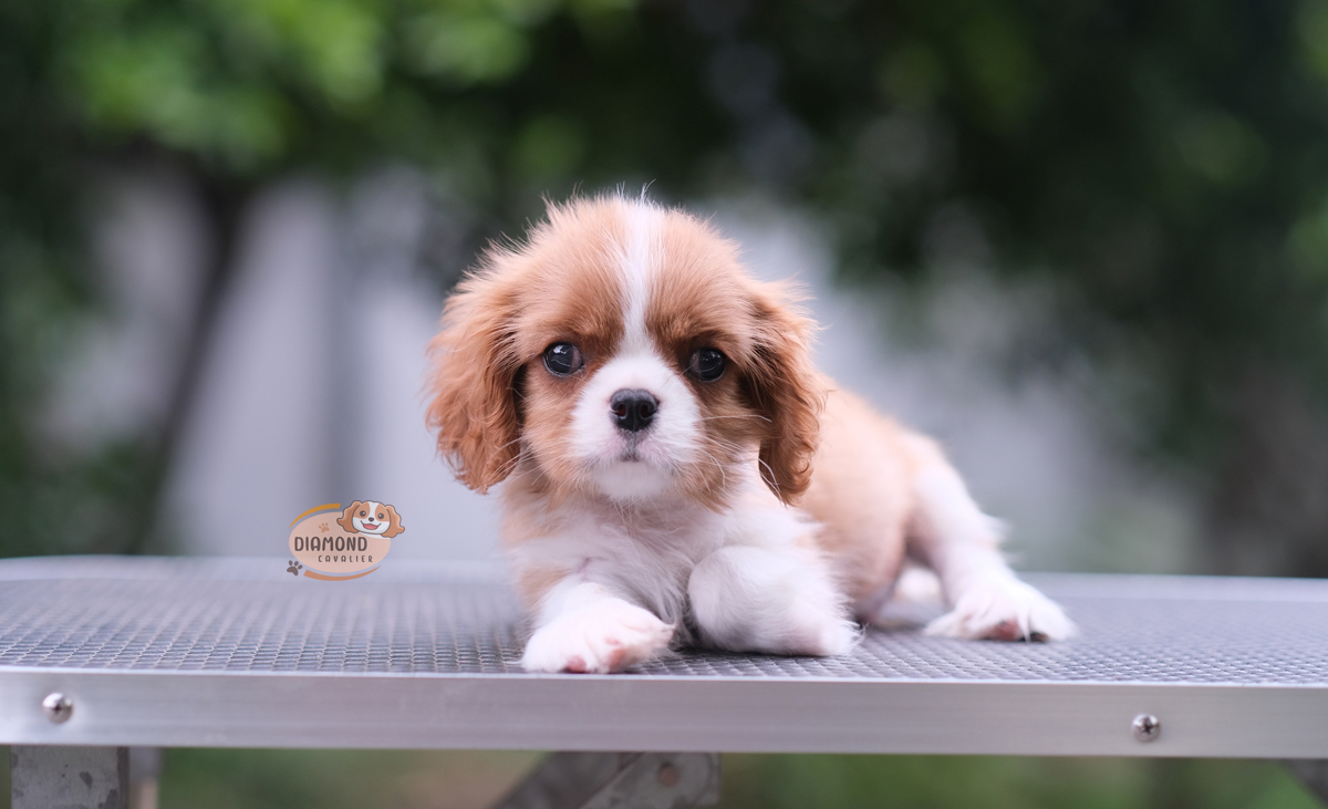 คาวาเลีย , เพศผู้ สีBlenheim โทนสีเข้มๆ ลักษณะดีหัวโตสวย สุขภาพสมบูรณ์แข็งแรง สถานะพร้อมย้ายบ้าน