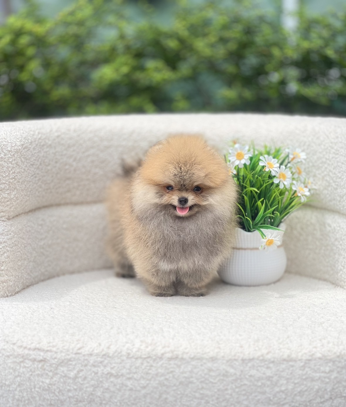 หมาปอมตัวผู้จิ๋ว หน้าหมีหุ่นดี ตัวนี้โตมาหล่อแน่นอน