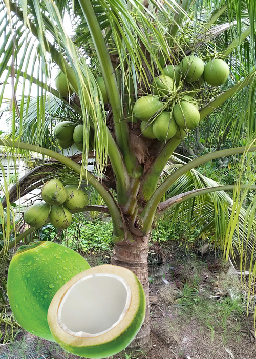 COCONUT (Cocos nucifera L)