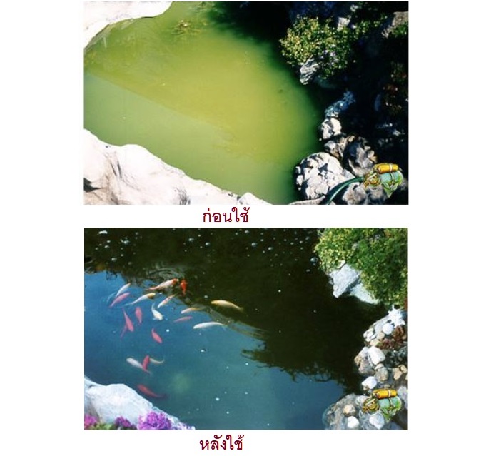 RQ ANTI ALGAE 1000 ml (น้ำยากำจัดตะไคร่ น้ำขียว สาหร่าย ตะไคร่ ในบ่อปลา และตู้ปลา)