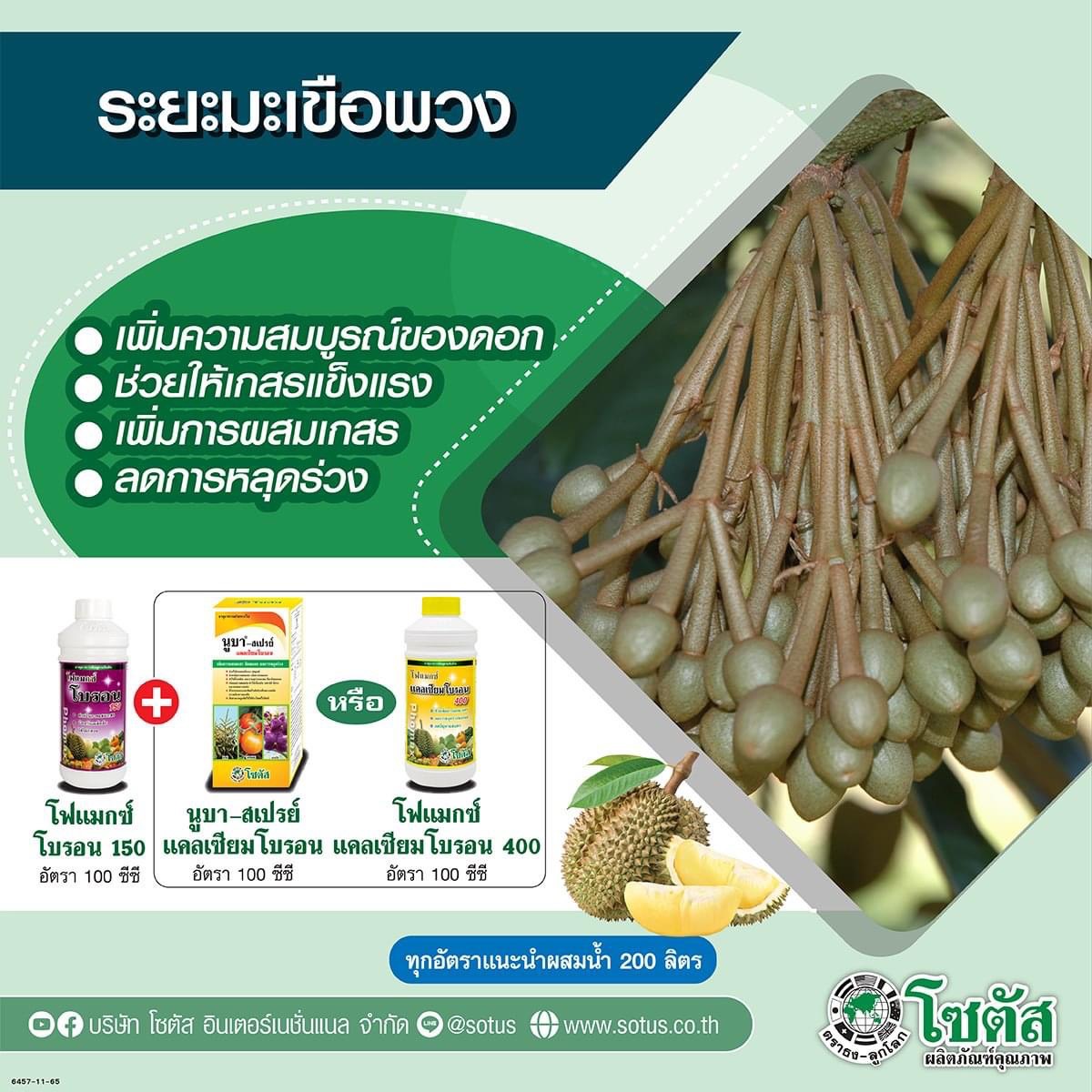 ชุดบำรุงทุเรียน โฟแมกซ์โบรอน150+โฟแมกซ์แคลเซียมโบรอน ระยะมะเขือพวง เพิ่มความสมบูรณ์,ช่วยให้เกสรแข็งแรง,ลดการหลุดร่วง