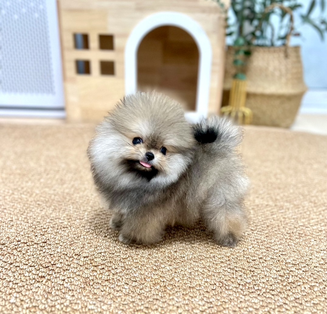 ขายปอมหน้าหมีตัวเมีย