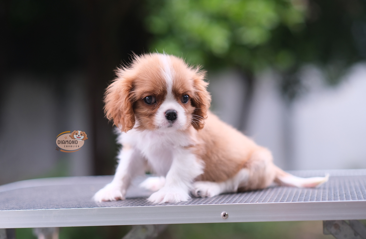 คาวาเลีย , เพศผู้ สีBlenheim โทนสีเข้มๆ ลักษณะดีหัวโตสวย สุขภาพสมบูรณ์แข็งแรง สถานะพร้อมย้ายบ้าน