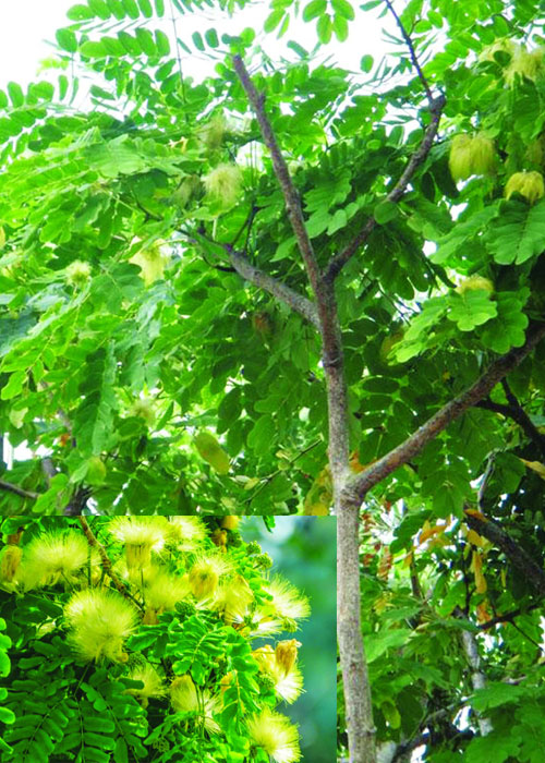 Albizia lebbeck L.Benth (Siris )