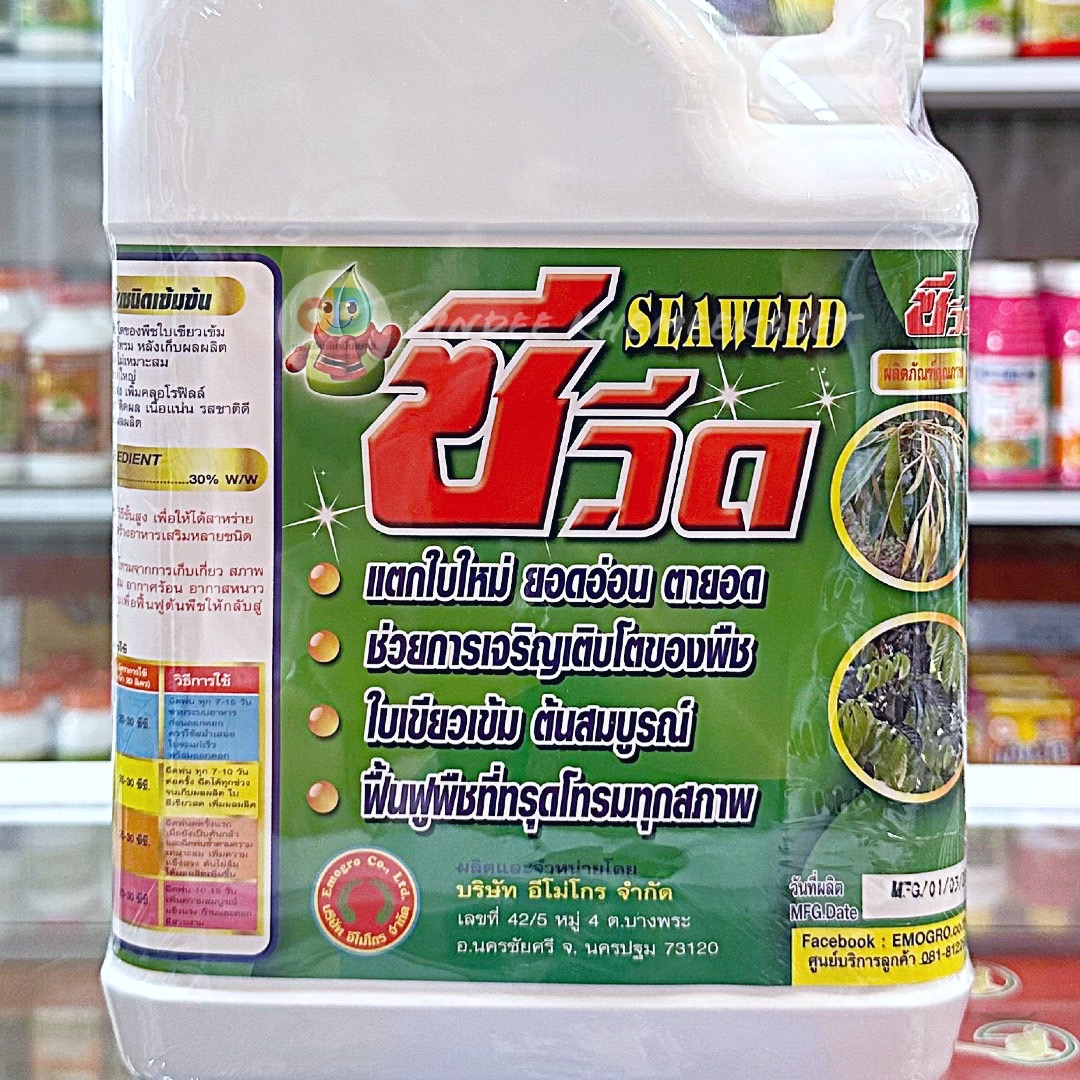 (ยกลัง4แกลลอน) ซีวีด (SEAWEED) #สาหร่ายสกัดชนิดเข้มข้น ใบเขียว แตกใบใหม่ ขนาด 5 ลิตร