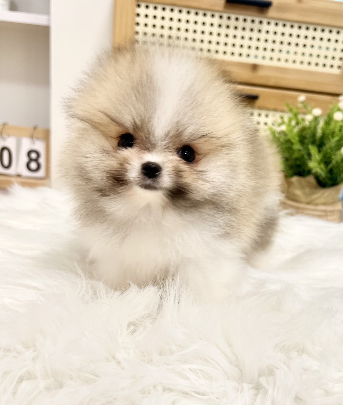 หมาปอมสีแฟนซีสีปาร์ตี้สีไตรคัลเลอร์