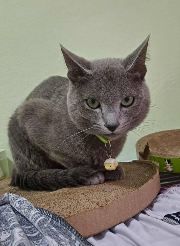 แมวรัสเซียน บลู/เพศผู้ นำเข้าจากเกาหลีใต้ มีเอกสารส่งออก+ฝังไมโครชิพ Russian Blue Cat/Male Imported from South Korea with export documents and microchipped.