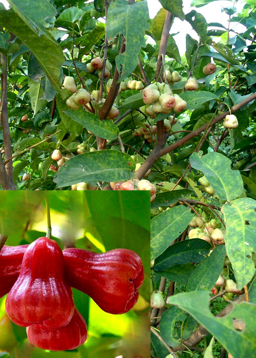 ROSE APPLE-Java apple (Syzygium malaccense)