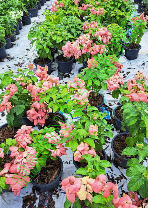 Mussaenda-philippica- Pink