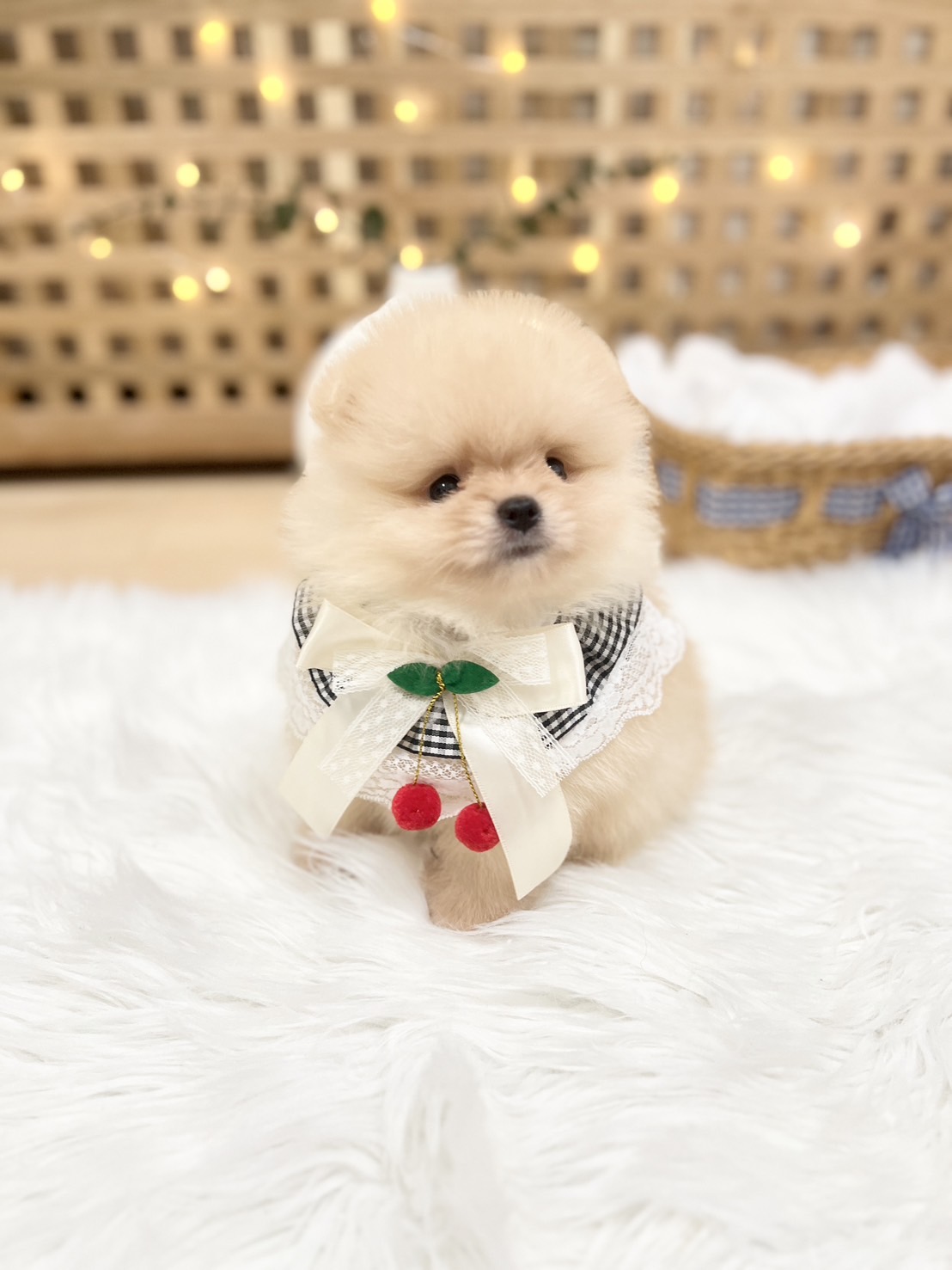 ปอมเพศผู้สีขาว ปอมแท้