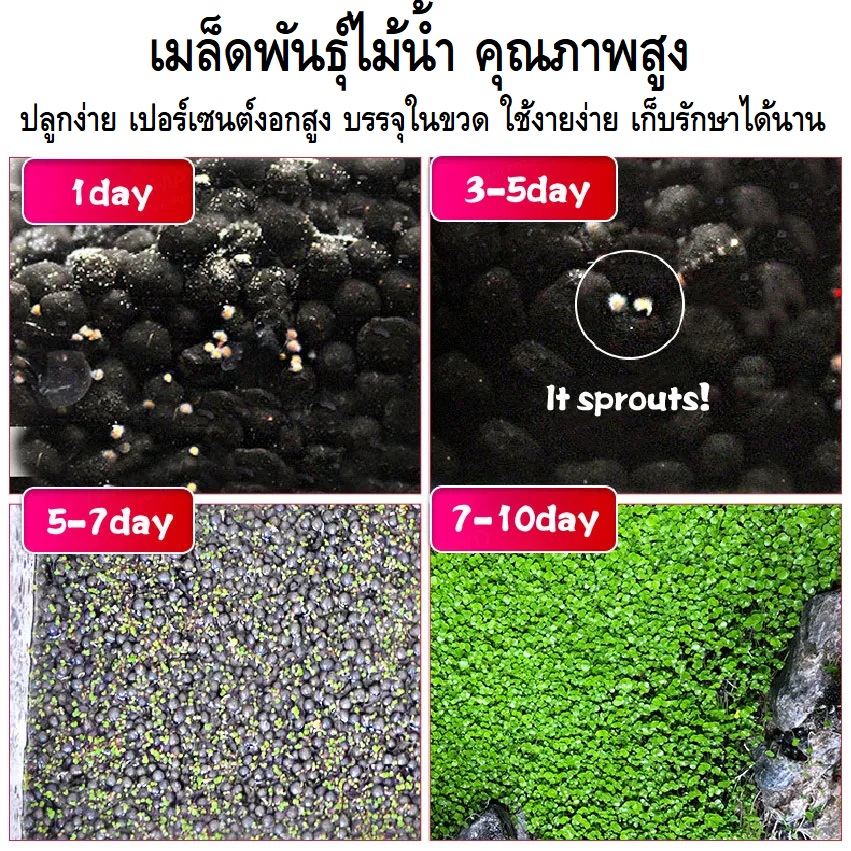 Nepall Aquatic Plant SET ชุดปลูกไม้น้ำ ดินและเมล็ดพันธุ์ไม้น้ำ ปลูกง่าย สร้างระบบนิเวศธรรมชาติในตู้ปลา