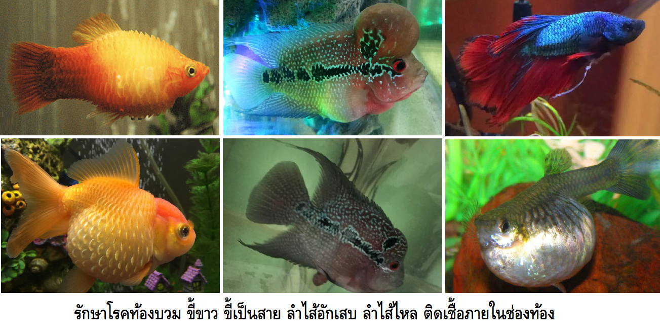 Bubble Cure (ยารักษาโรคปลาสวยงาม ท้องบวม ตาโปน ถ่ายเป็นวุ้น กำจัดปรสิต ภายในช่องท้องปลา)