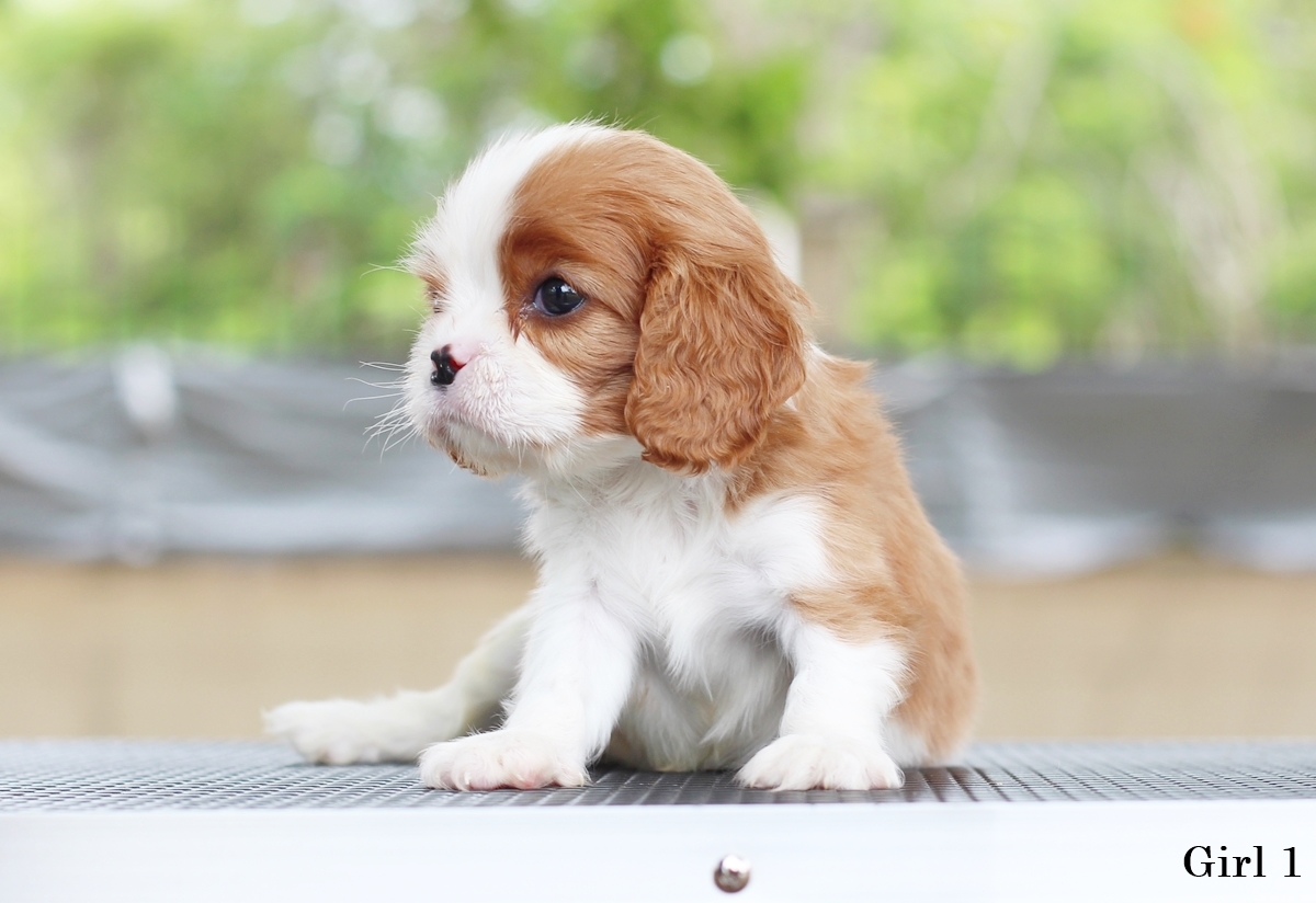 (sold out) คาวาเลียเพศเมีย ตัวเดียวในคอก นิสัยขี้อ้อนมากๆ สุขภาพสมบูรณ์แร็ง กินเก่งเลี้ยงง่าย เกิดมาจากพ่อแน่นำเข้า สายเลือดดี ใครต้องการสุนัขคาวาเลียร์สายพันธุ์ดีๆ พลาดไม่ได้ค่า