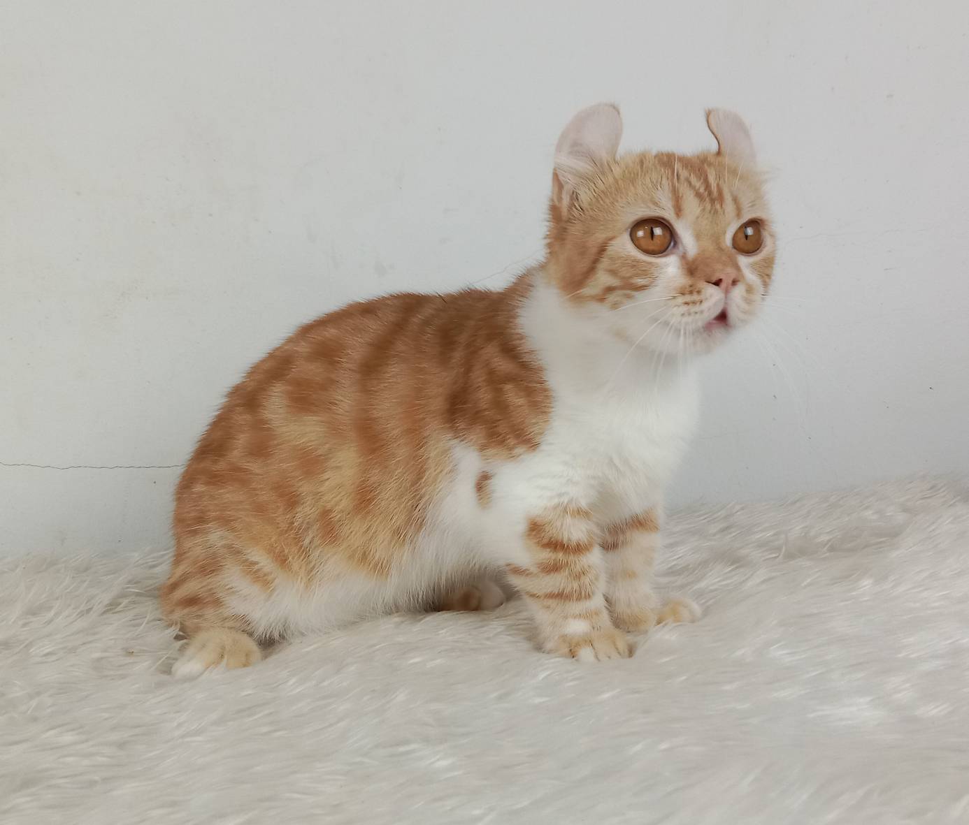 4.แมวมันช์กิ้น/เพศผู้ หาบ้าน Munchkin Cat/Male looking for a new home