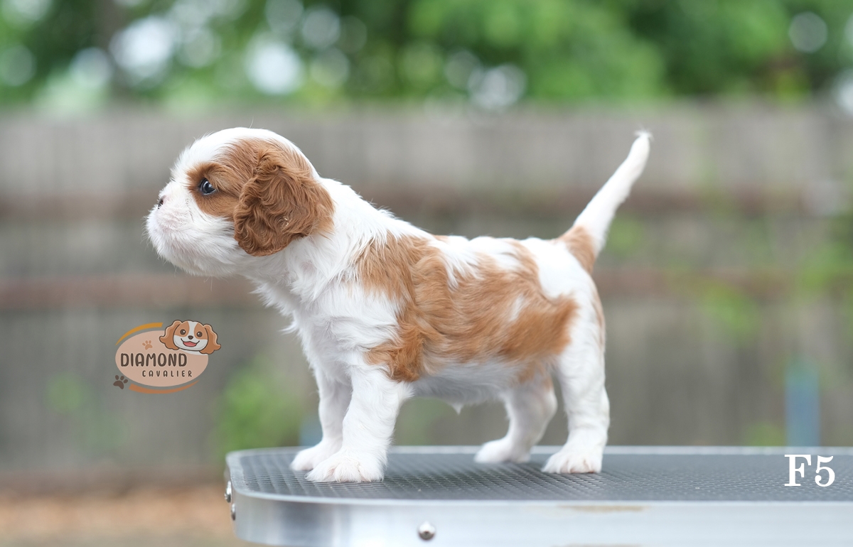 คาวาเลียร์ เพศเมีย เกิดมาจากพ่อแม่นำเข้า หน้าตาน่ารัก แบ๊วๆ นิสัยขี้อ้อน ยิ้มเก่ง สายเลือดดี