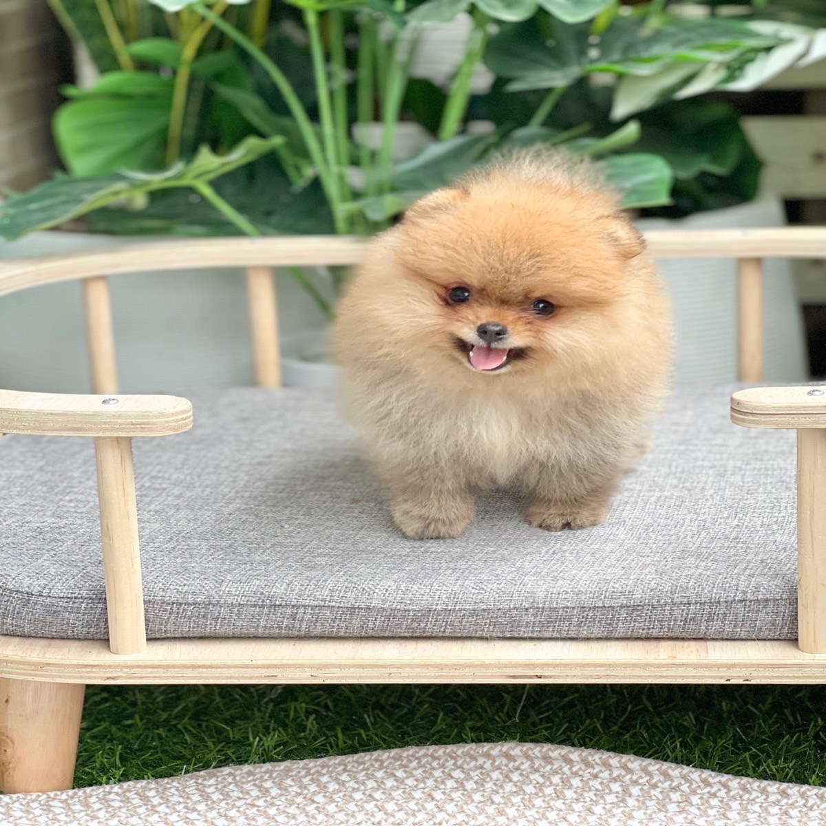 ขายปอมหน้าหมี หมาปอมแท้ โตมาสวยงาม มีใบเพด รับประกันสุขภาพ