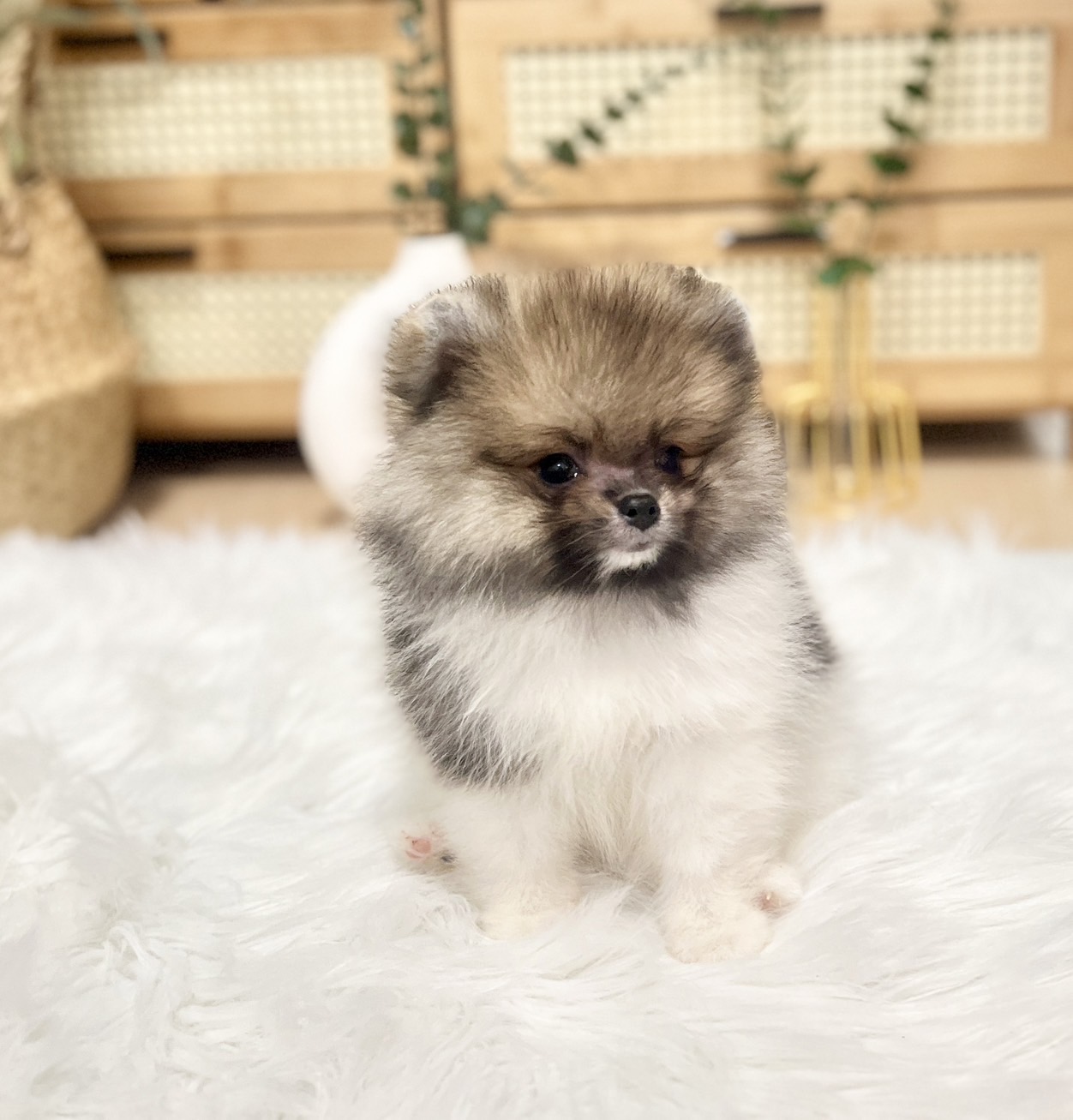 ปอมเมอเรเนีย ช น่ารัก ขนแน่น