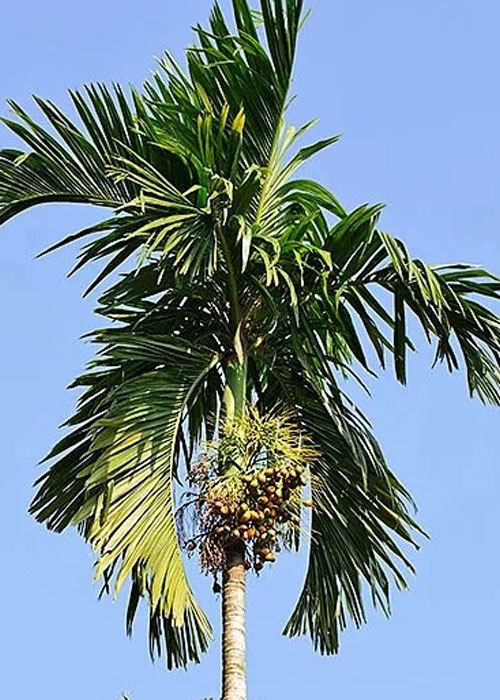 Areca catechu (Areca nut Palm)