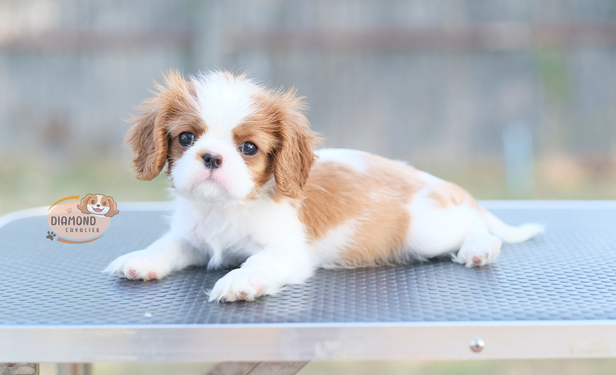 คาวาเลีย , เพศเมีย เกิดมาจากพ่อแม่นำเข้า กะโหลกใหญ่ สีเข้มสวย ร่าเริงวิ่งเล่นเก่ง สายเลือดดี