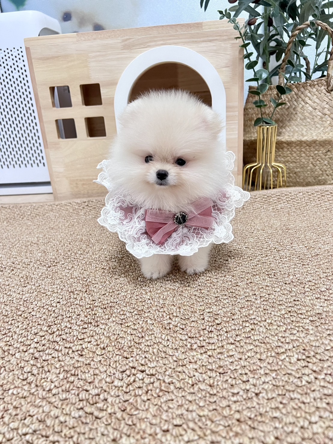 ปอมแท้ตัวผู้สีขาวครีม ขายหมาปอมหน้าหมี