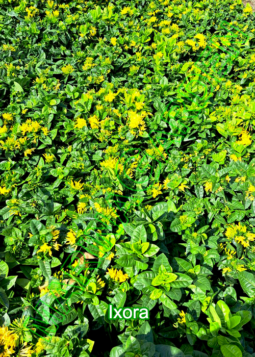 Ixora-yellow-Small Flower
