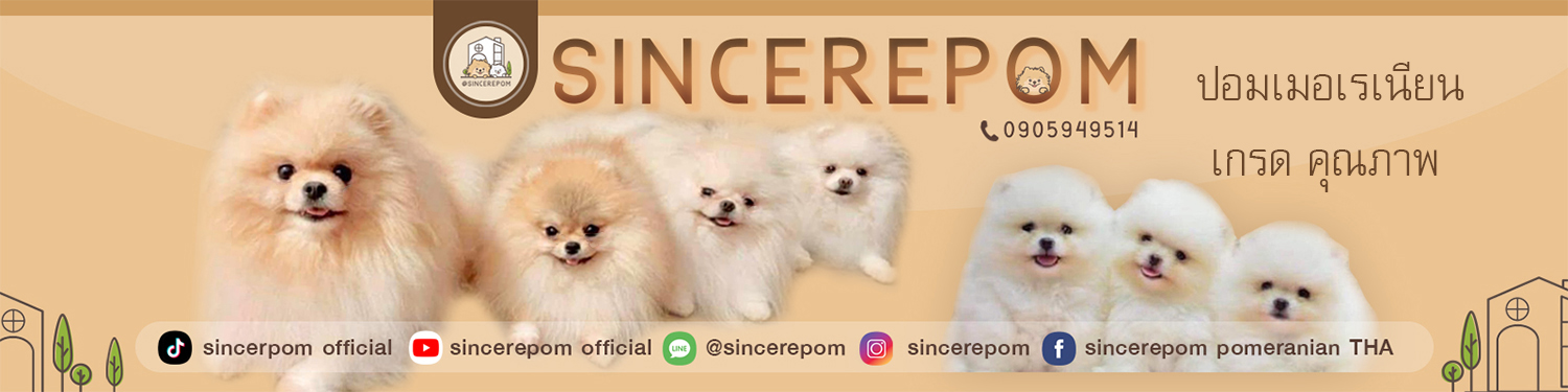 Sincere Pomeranian