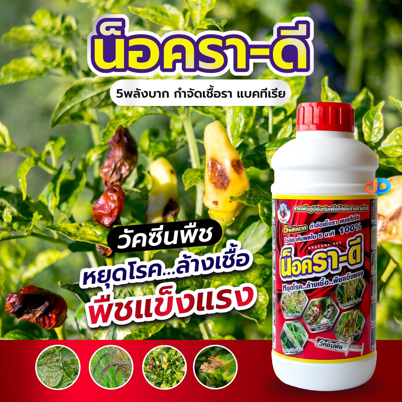 น็อคราดี ขนาด 1 ลิตร -วัคซีนพืช เพิ่มภูมิคุ้มกัน ต้านทานโรค ต้นข้าวแข็งแกร่ง ข้าวออกรวงสม่ำเสมอ เมล็ดสวยใส