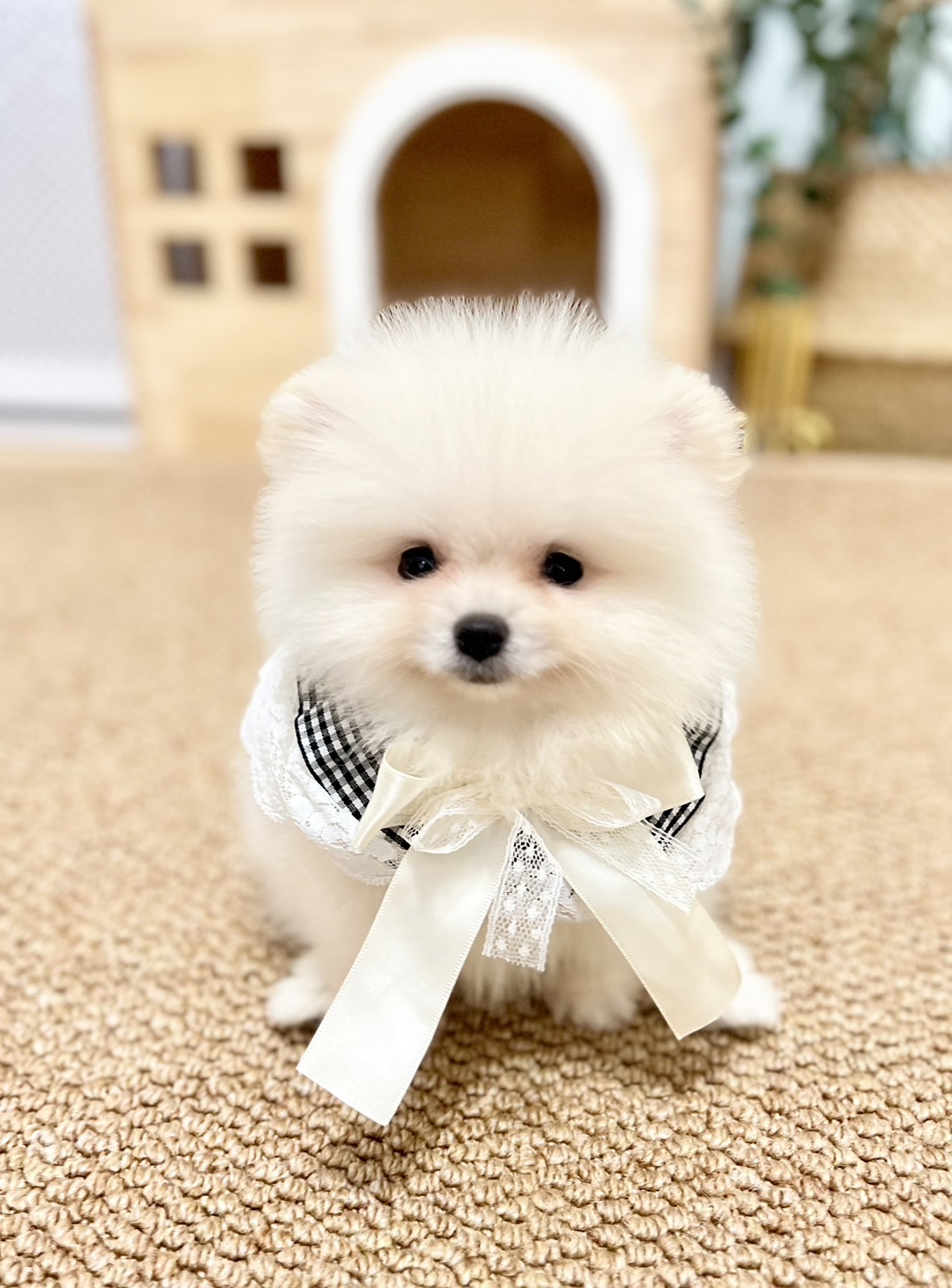 ปอมแท้ตัวผู้สีขาวครีม ขายหมาปอมหน้าหมี