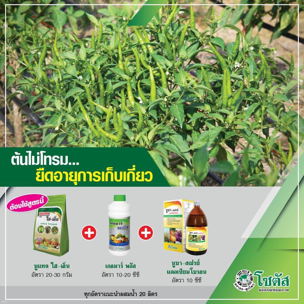 ชุดบำรุงพริก นูแทค ไฮ-เอ็น + เกอมาร์ พลัส + นูบา สเปรย์แคลเซียมโบรอน ช่วยให้ต้นพริกไม่โทรมยืดอายุการเก็บเกี่ยว