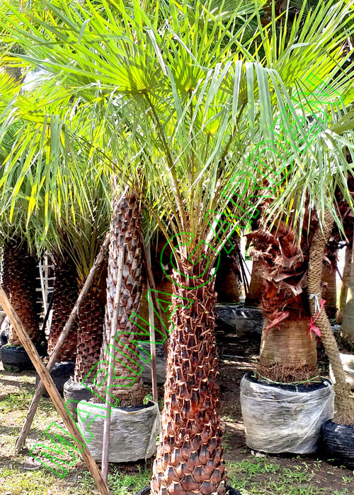 Copernicia prunifera (Carnauba Wax Palm)