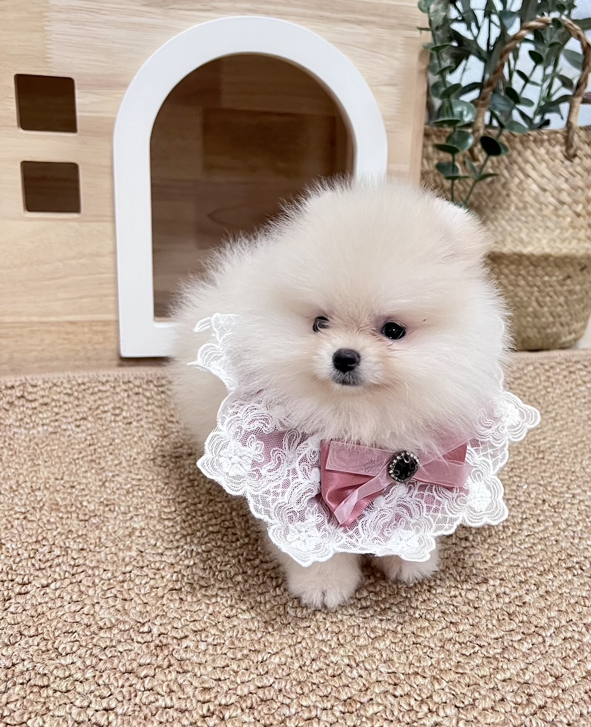 ขายหมาปอม ปอมหน้าหมีตัวเมียสีขาว