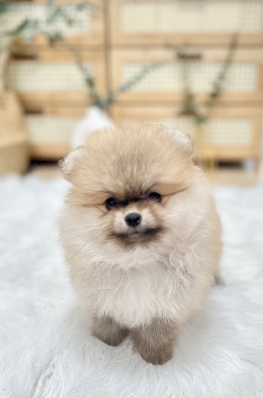 น้องปอมหน้าหมี สีส้ม เพศหญิง