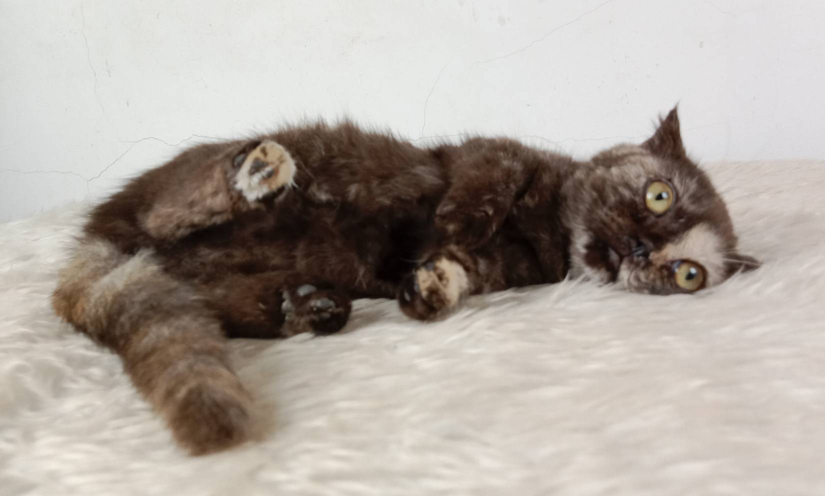 3.แมวมันช์กิ้น/เพศเมีย หาบ้าน Munchkin Cat/Female looking for a new home