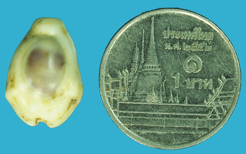 A5102 หอย เบี้ยโรงบ่อน ใช้แทนชิบเเลกเงินในโรงบ่อน 16