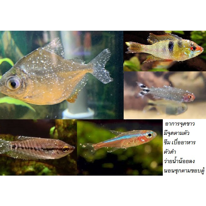 Bio-Knock สูตร 2 60 ml. (ยารักษาโรคจุดขาว ซึม เบื่ออาหาร นอนซุกขอบตู้ กำจัดปรสิตและโปรโตซัว)