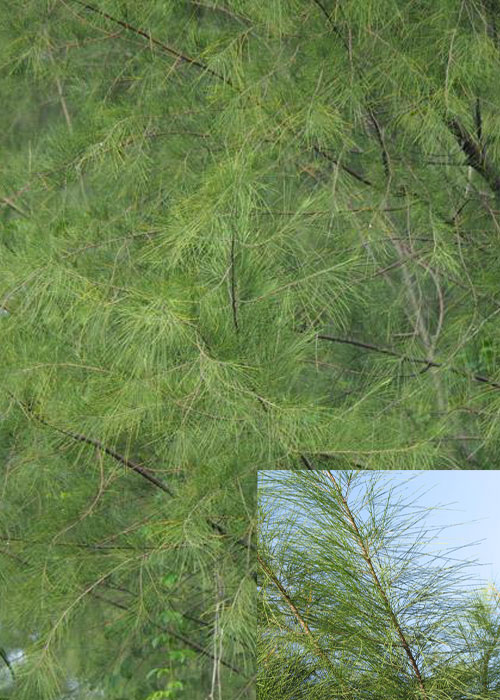 Casuarina equisetifolia (Coast Sheoak)