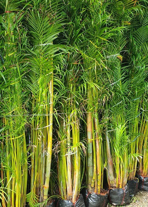 Dypsis lutescens (Yellow Buterfly Palm)