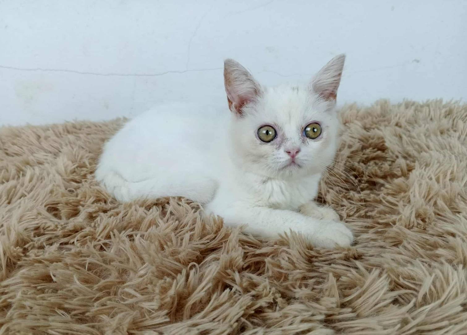 6.แมวมันช์กิ้นขายาว/เพศผู้ Munchkin Cat long legs/Male