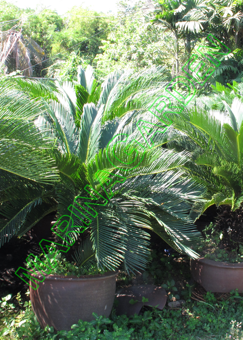 Cycas
