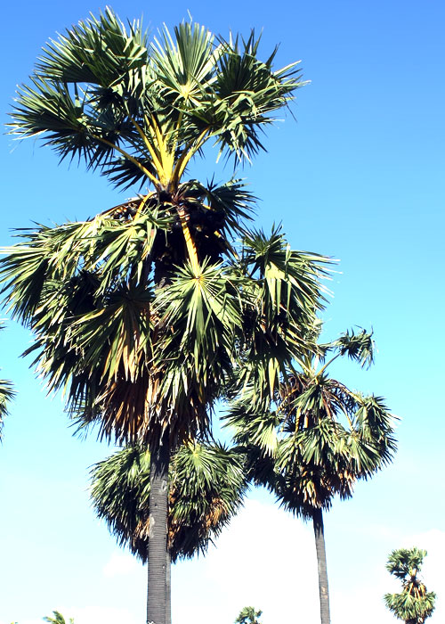 Borassus flabellifer L (Tala Palm Fruit)