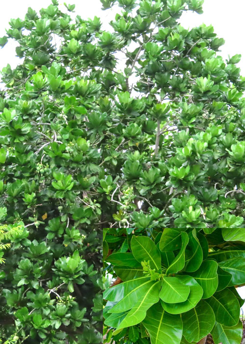 Barringtonia asiatica (Fish poison tree )