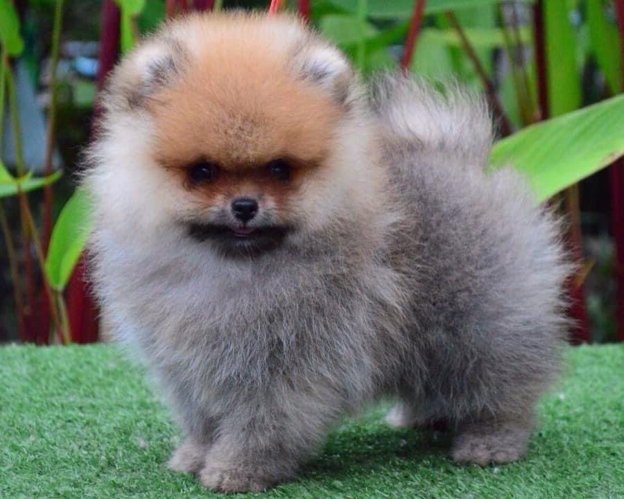 ขายหมาปอมแท้ รับประกันสุขภาพ มีรีวิวตอนโต