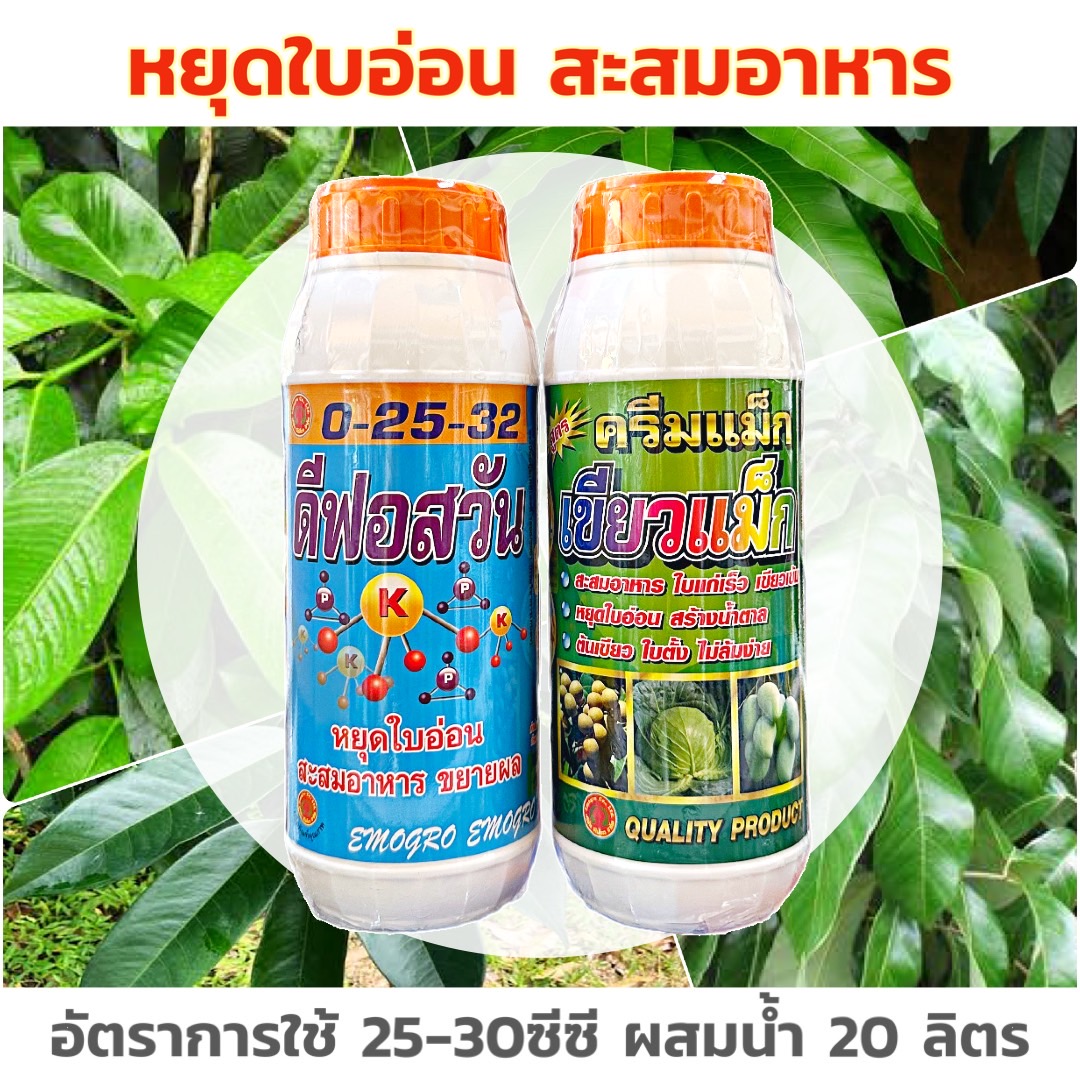 ชุดหยุดใบอ่อน สะสม ขยายผล 0-25-32 + เขียวแม็ก ช่วยในการหยุดยอดอ่อน เร่งใบให้แก่เร็ว และช่วยในการขยายผล เพิ่มน้ำหนัก