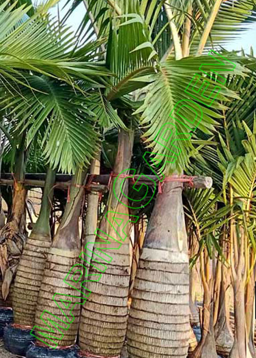 Hyophorbe lagenicaulis (Bottle Palm)